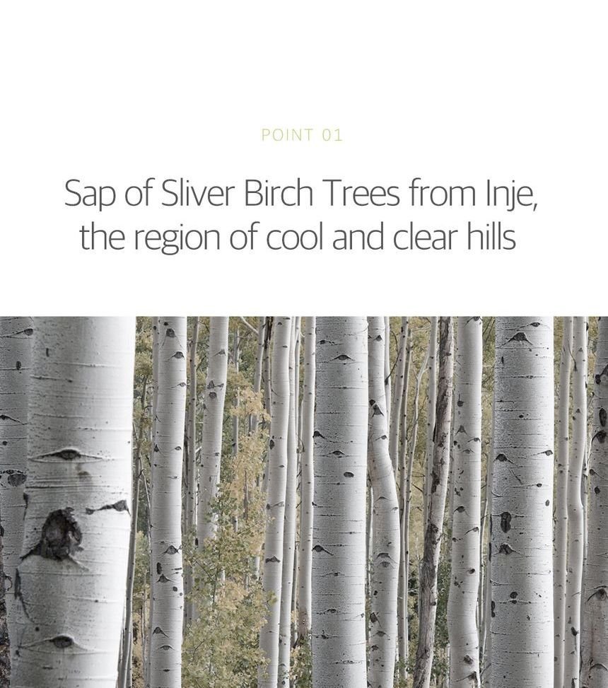 ROUND LAB - Birch Juice Moisturizing Mild Up Sunscreen-3